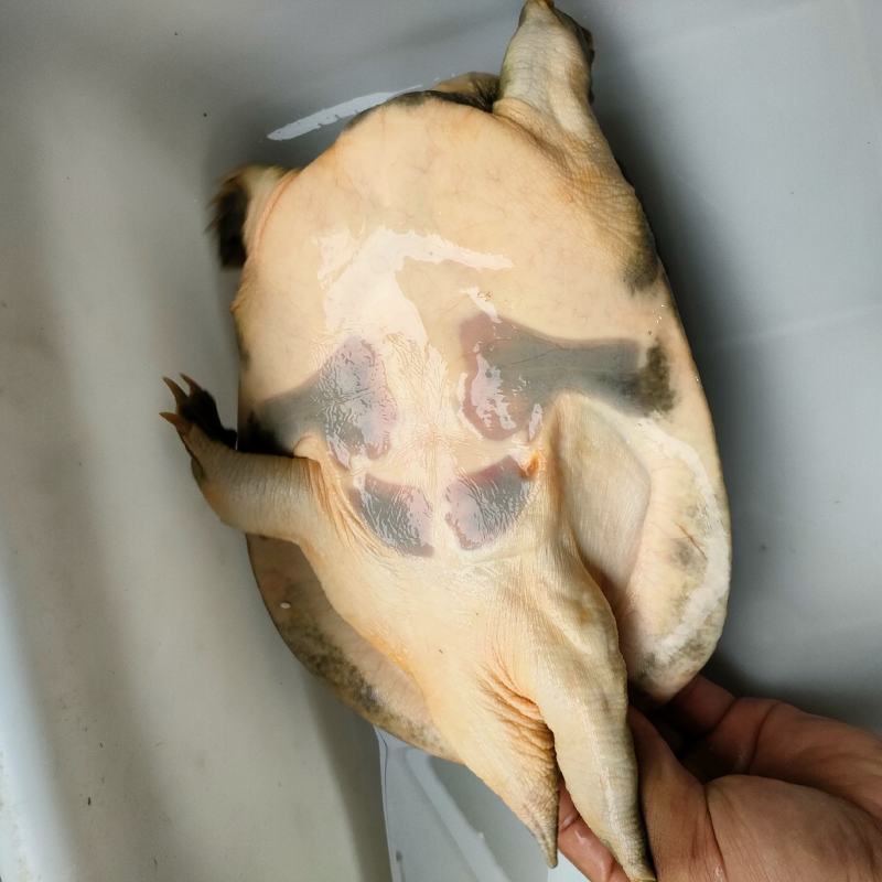 土甲鱼精品甲鱼一手货源批发/零售