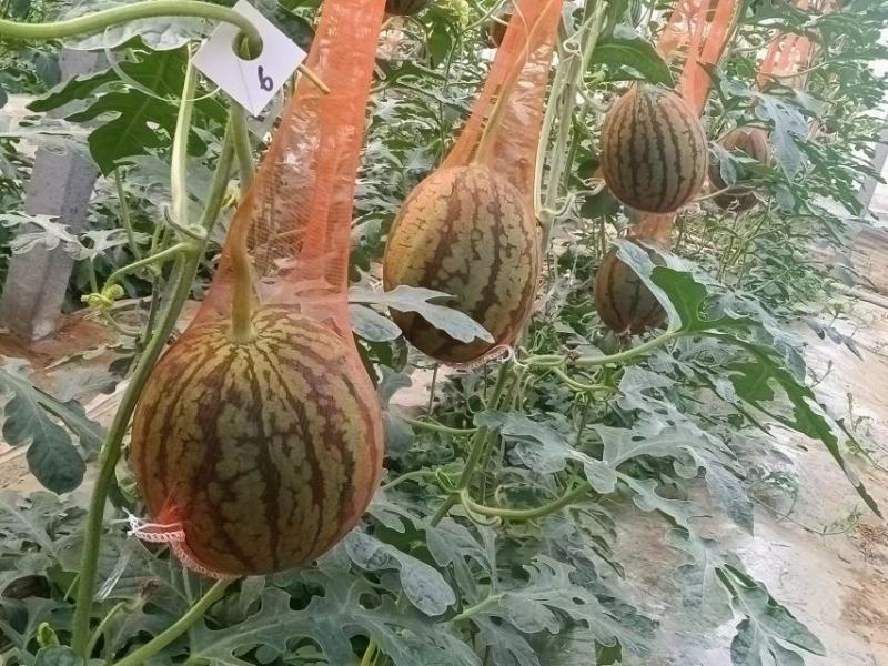 2K西瓜货源充足，大量供货，产地直销，精品优质货源