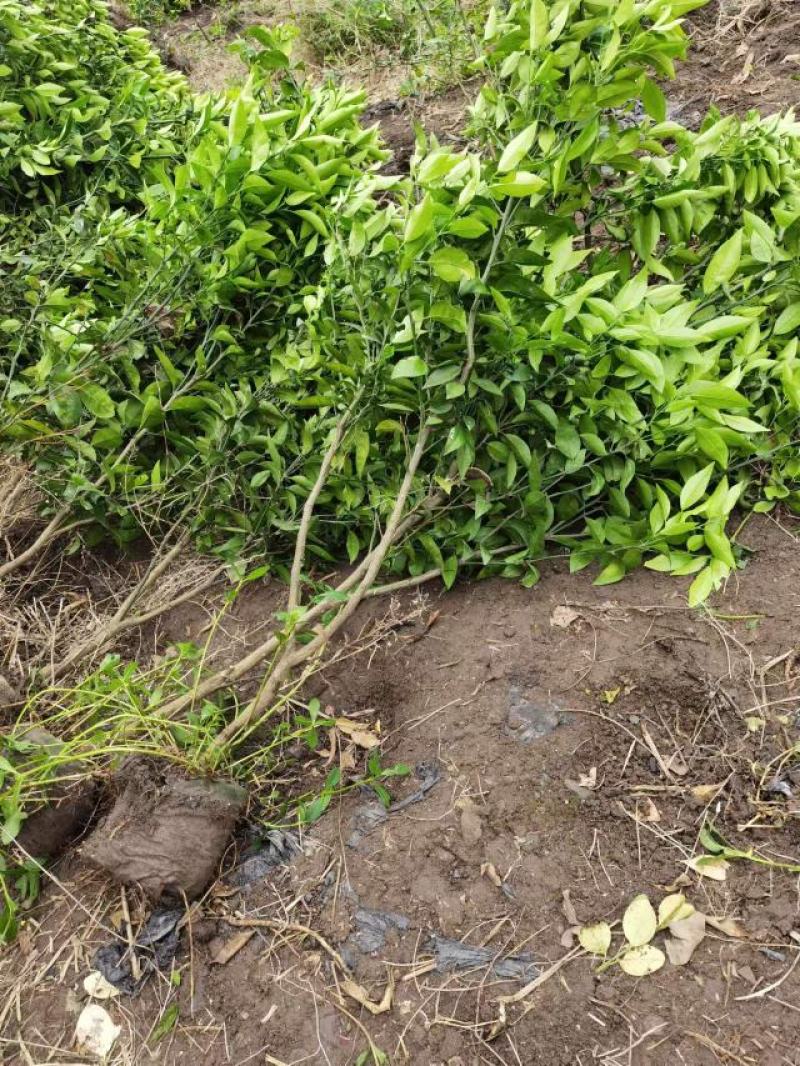 沃柑苗，杯苗，无防布袋装苗。土球苗