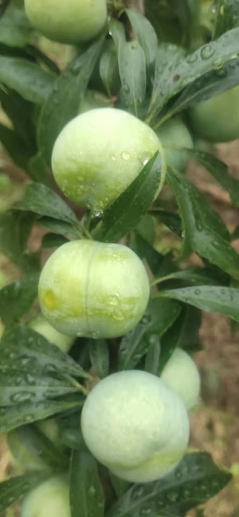 李子四月脆，云南高山水果。口感脆甜。