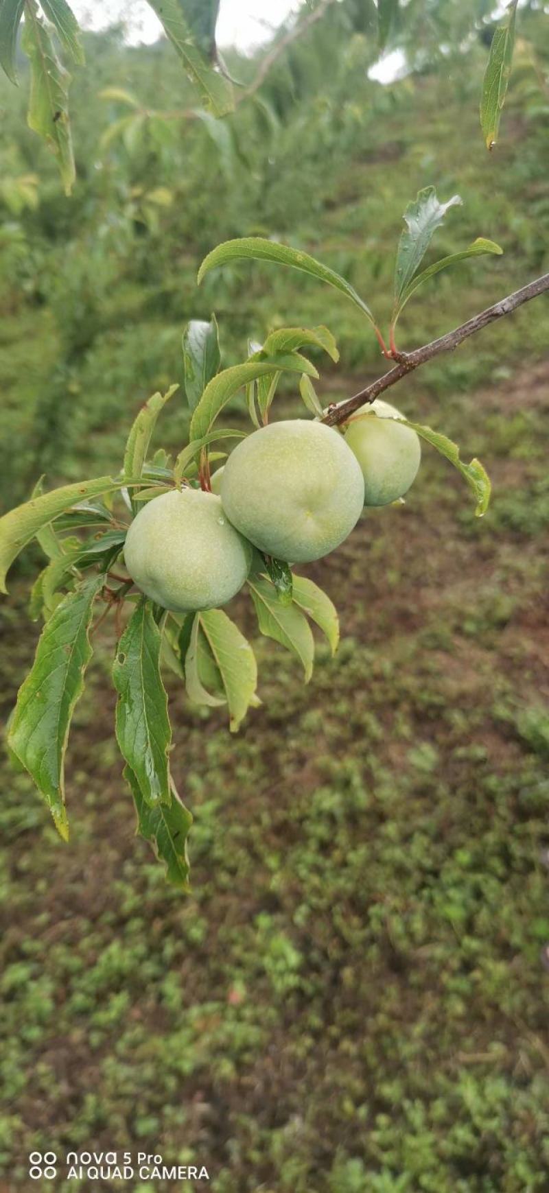 李子四月脆，云南高山水果。口感脆甜。