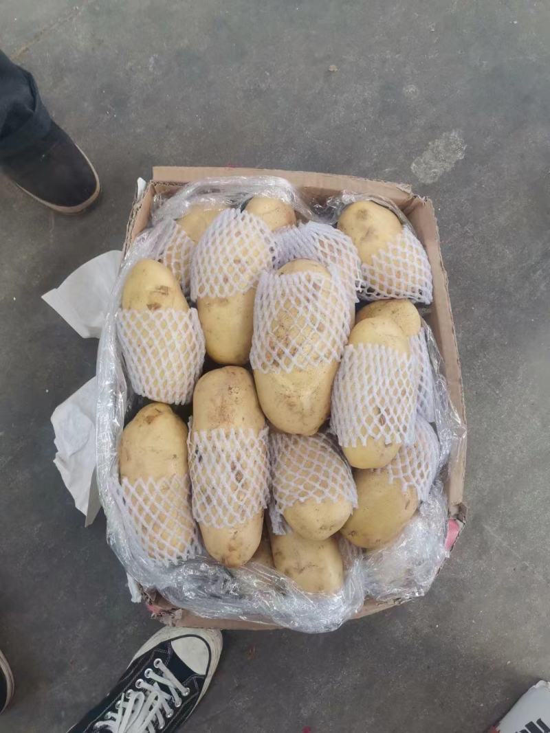 土豆。荷兰十五黄皮黄心土豆，产地直发，支持全国各地发货
