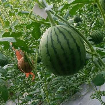 2K西瓜货源充足，大量供货，产地直销，精品优质货源