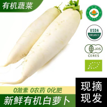 新鲜白萝卜当季蔬菜水果脆嫩萝卜泡菜胡萝卜重庆特产基地直发