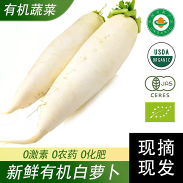 新鲜白萝卜当季蔬菜水果脆嫩萝卜泡菜胡萝卜重庆特产基地直发