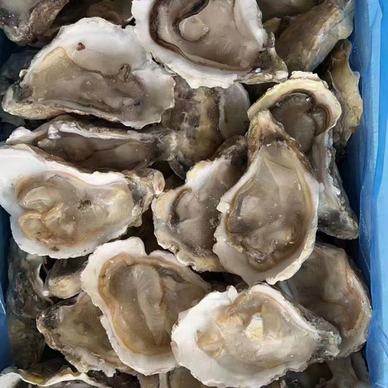 半壳生蚝规格齐全