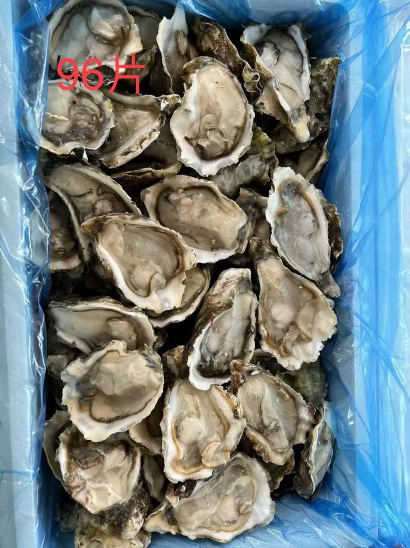半壳生蚝规格齐全