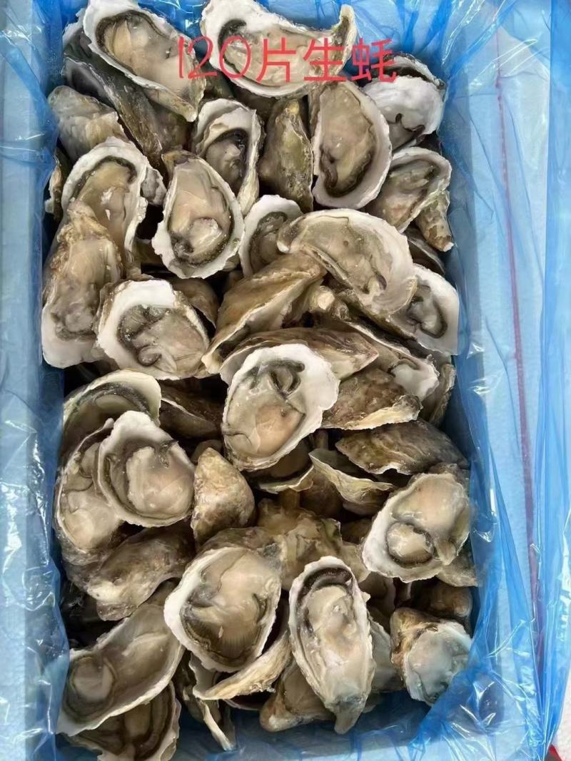 半壳生蚝规格齐全