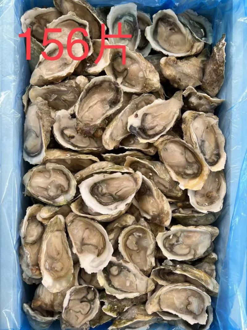 半壳生蚝规格齐全