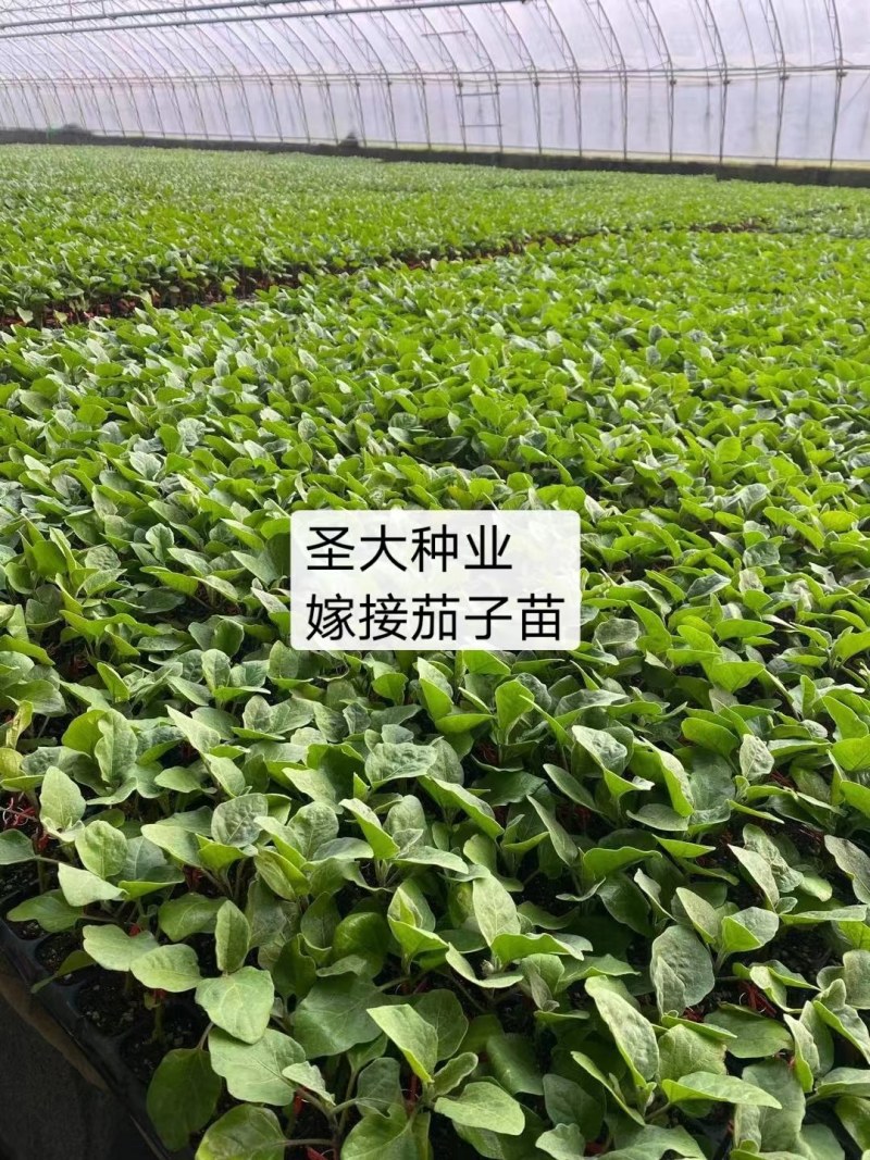 早熟圆茄嫁接苗，黑亮圆球形，单果重750-1000克