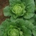 富硒大白菜高山白菜品质优良基地直销量大从优