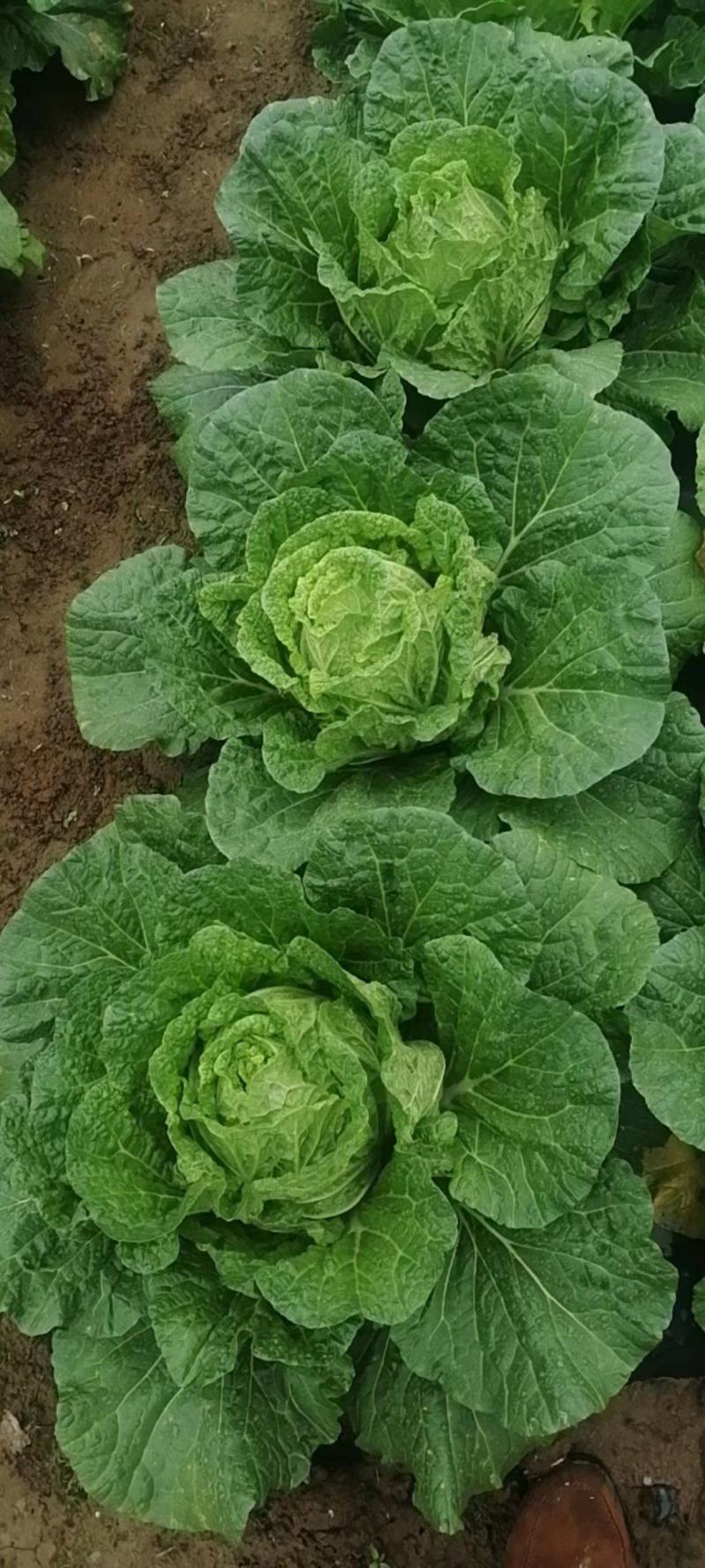 富硒大白菜高山白菜品质优良基地直销量大从优