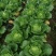 富硒大白菜高山白菜品质优良基地直销量大从优