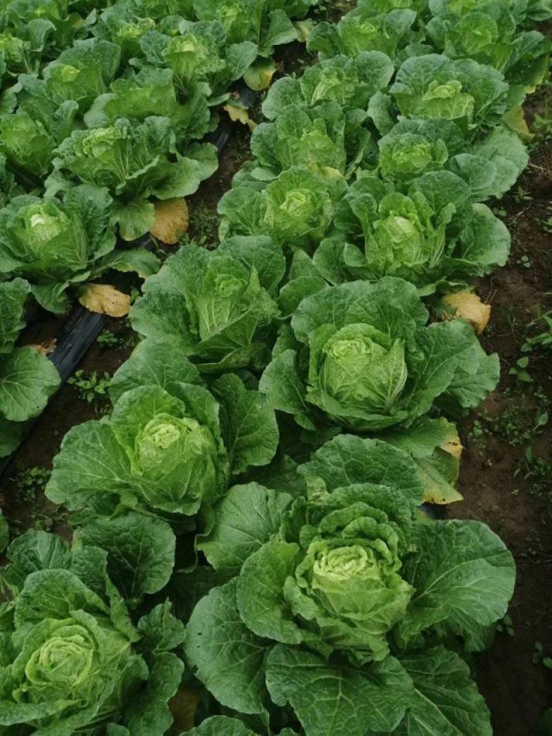 富硒大白菜高山白菜品质优良基地直销量大从优