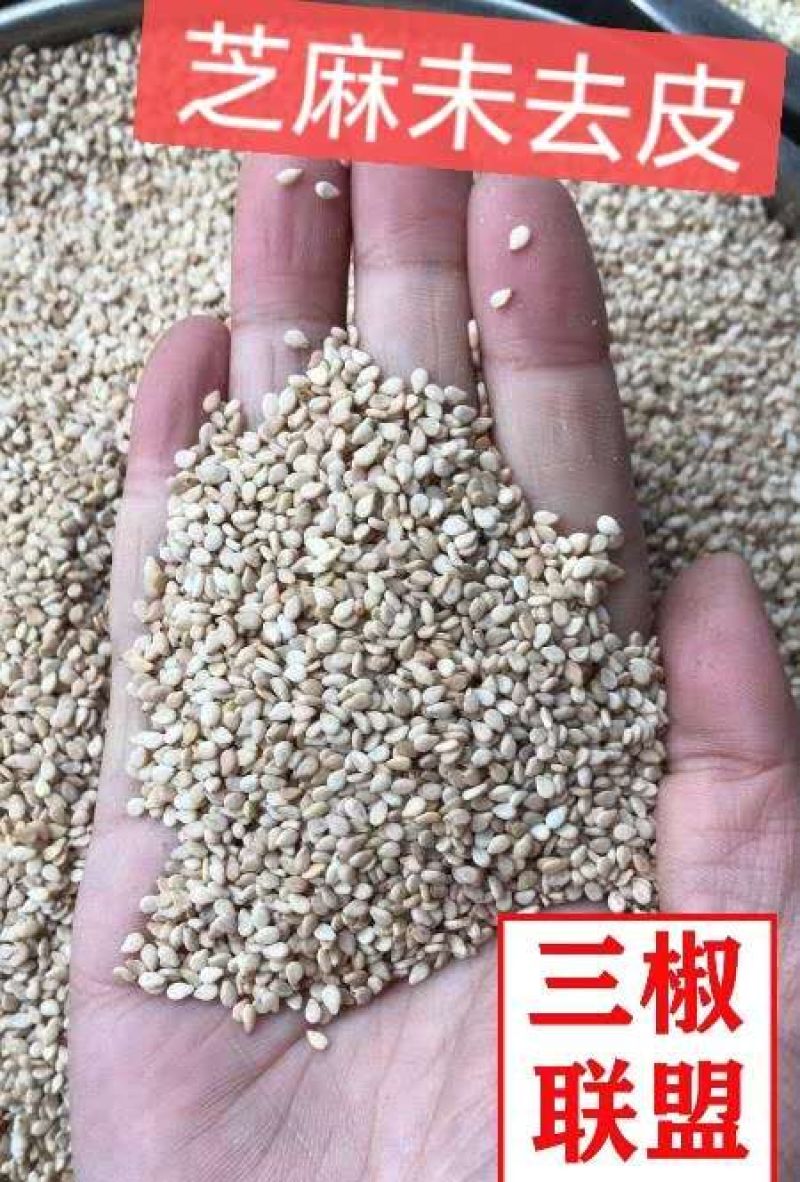 芝麻，白香芝麻，蜕皮白芝麻芝麻，产地直发