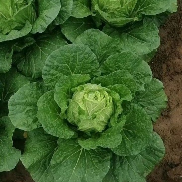 富硒大白菜高山白菜品质优良基地直销量大从优