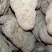 天麻，广西花坪保护区石玉天麻，无硫，断面透亮，品质高