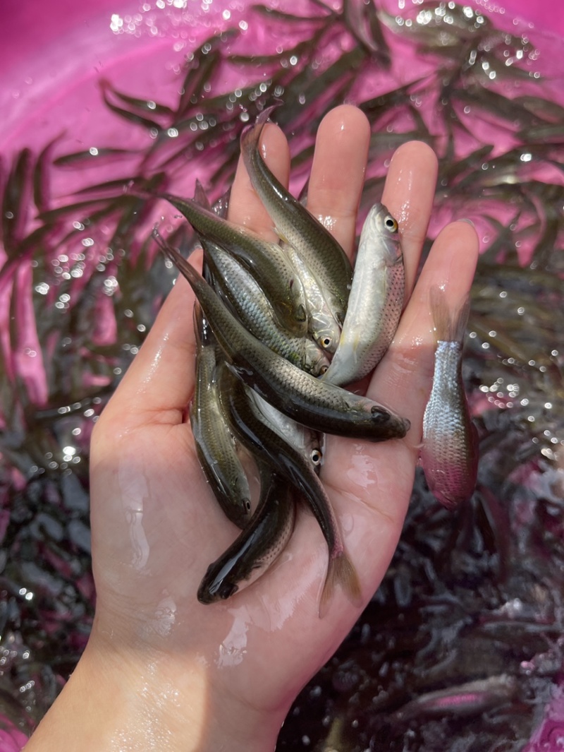 赤眼鱼苗，规格齐全，好养快大，价格优惠，保质保量