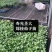 长茄嫁接苗大龙长茄苗紫萼紫把长茄种苗紫黑色茄子苗穴盘苗