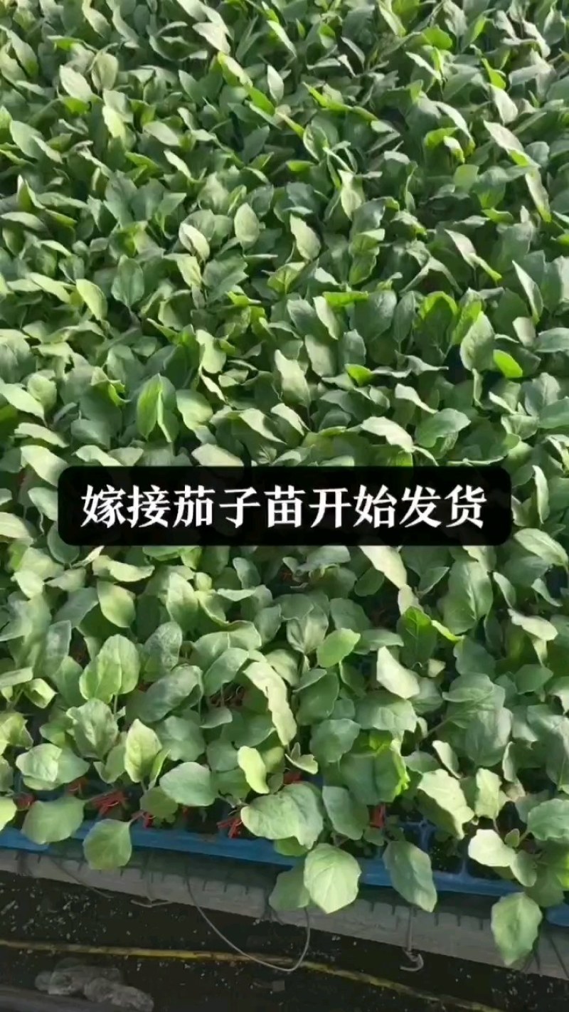 长茄嫁接苗大龙长茄苗紫萼紫把长茄种苗紫黑色茄子苗穴盘苗