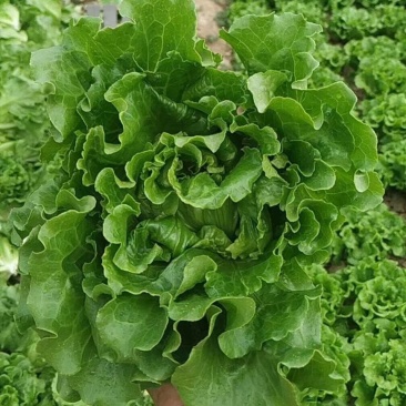 意大利生菜产地直销量大从优对接全国欢迎采购