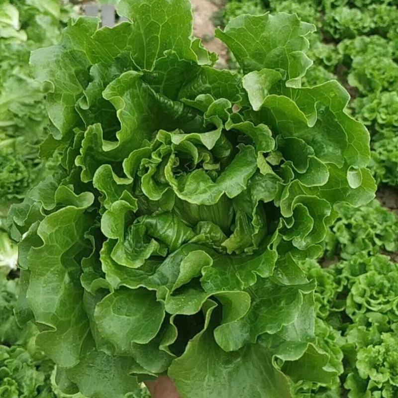 意大利生菜产地直销量大从优对接全国欢迎采购