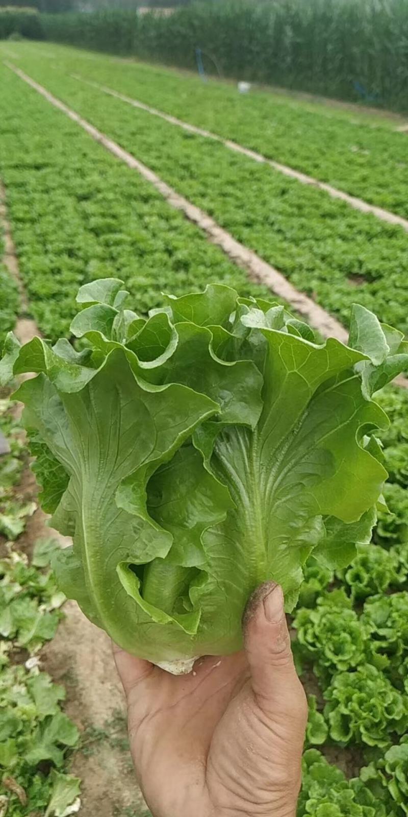 意大利生菜产地直销量大从优对接全国欢迎采购