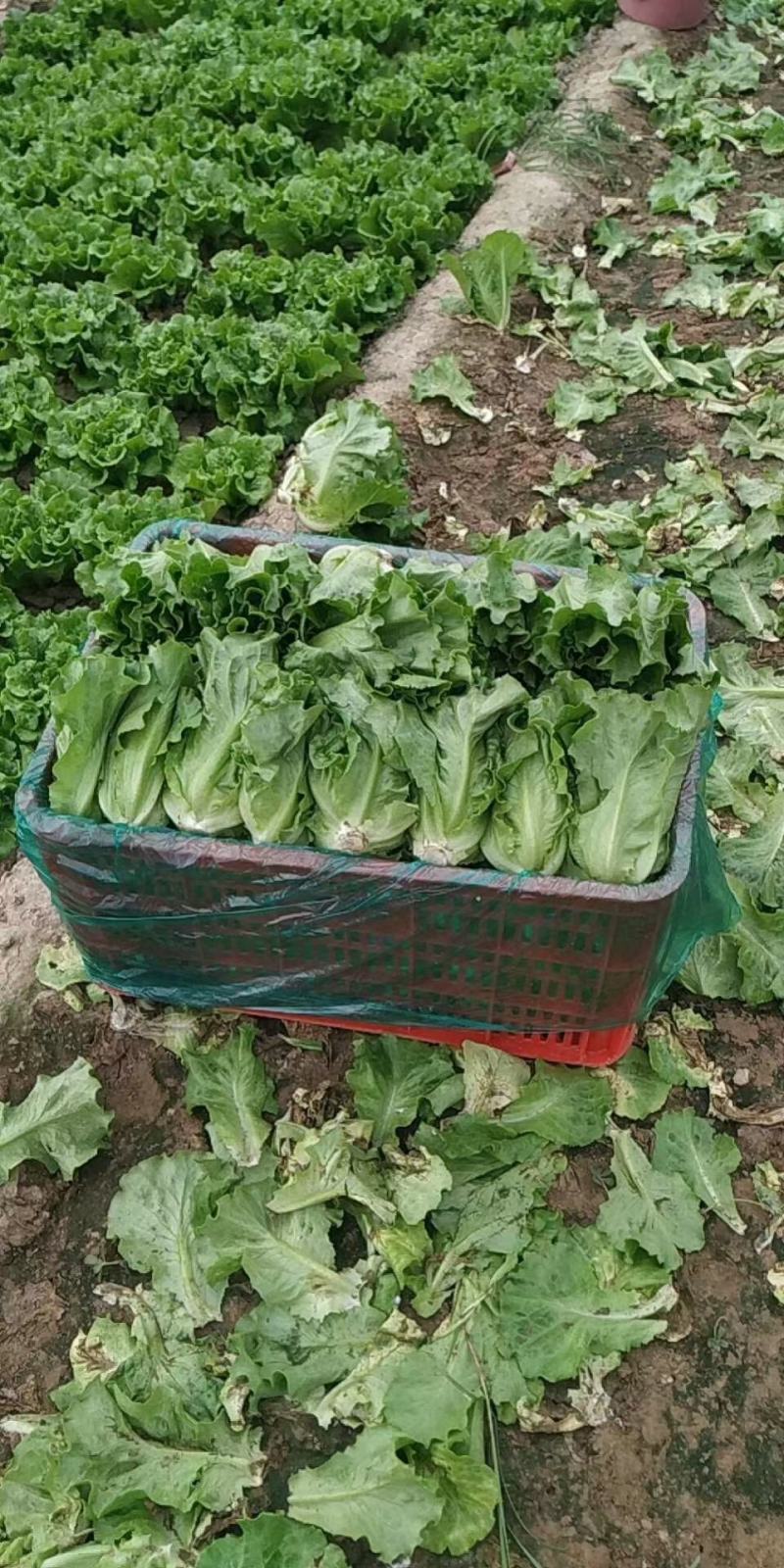 意大利生菜产地直销量大从优对接全国欢迎采购