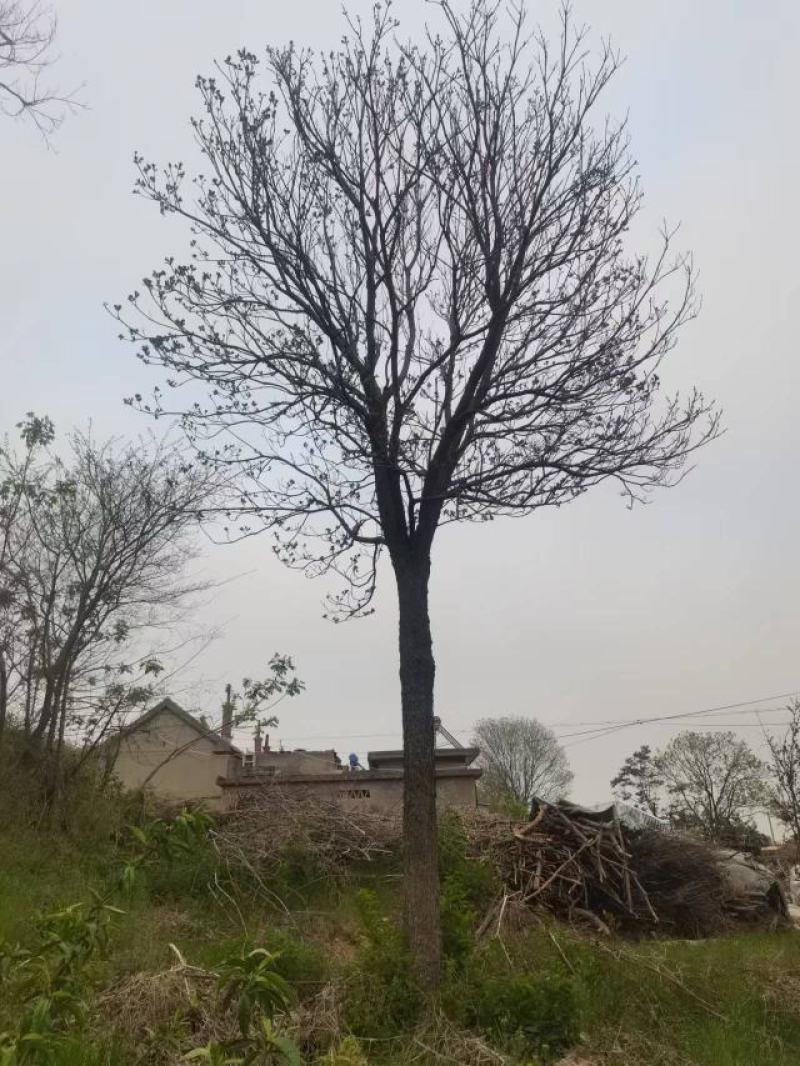 金楸
