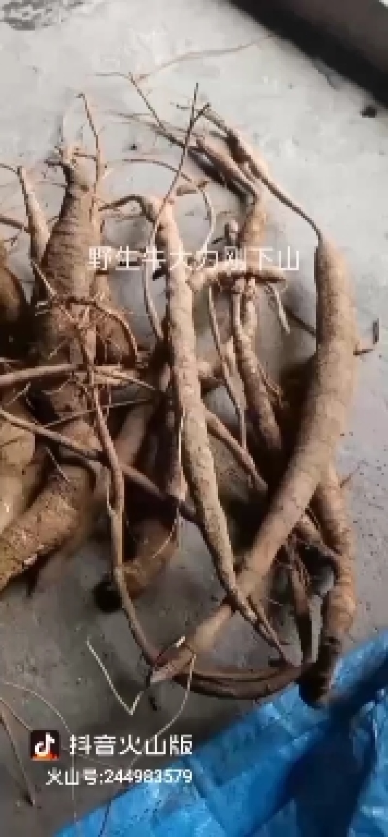 广西野生小叶牛大力，香味浓郁入口回甘煲汤泡酒杠杠滴！！！