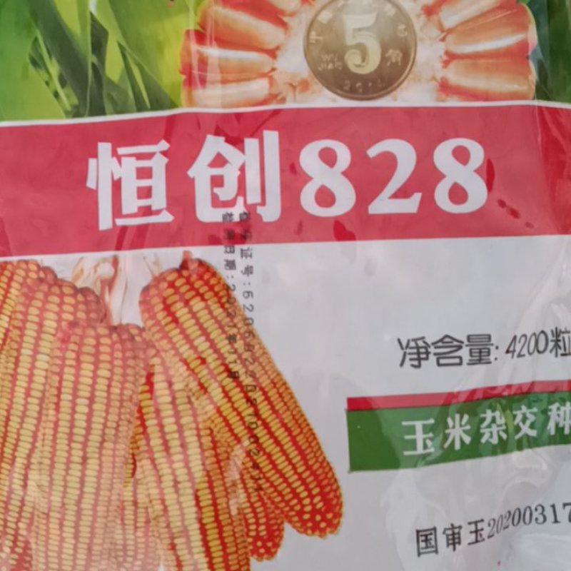 恒创828抗病活杆成熟产量高