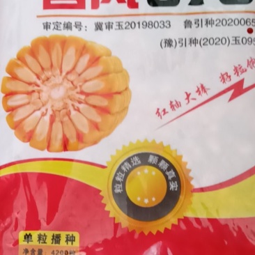 春风670活杆成熟，高抗病，产量高，亩产2000斤