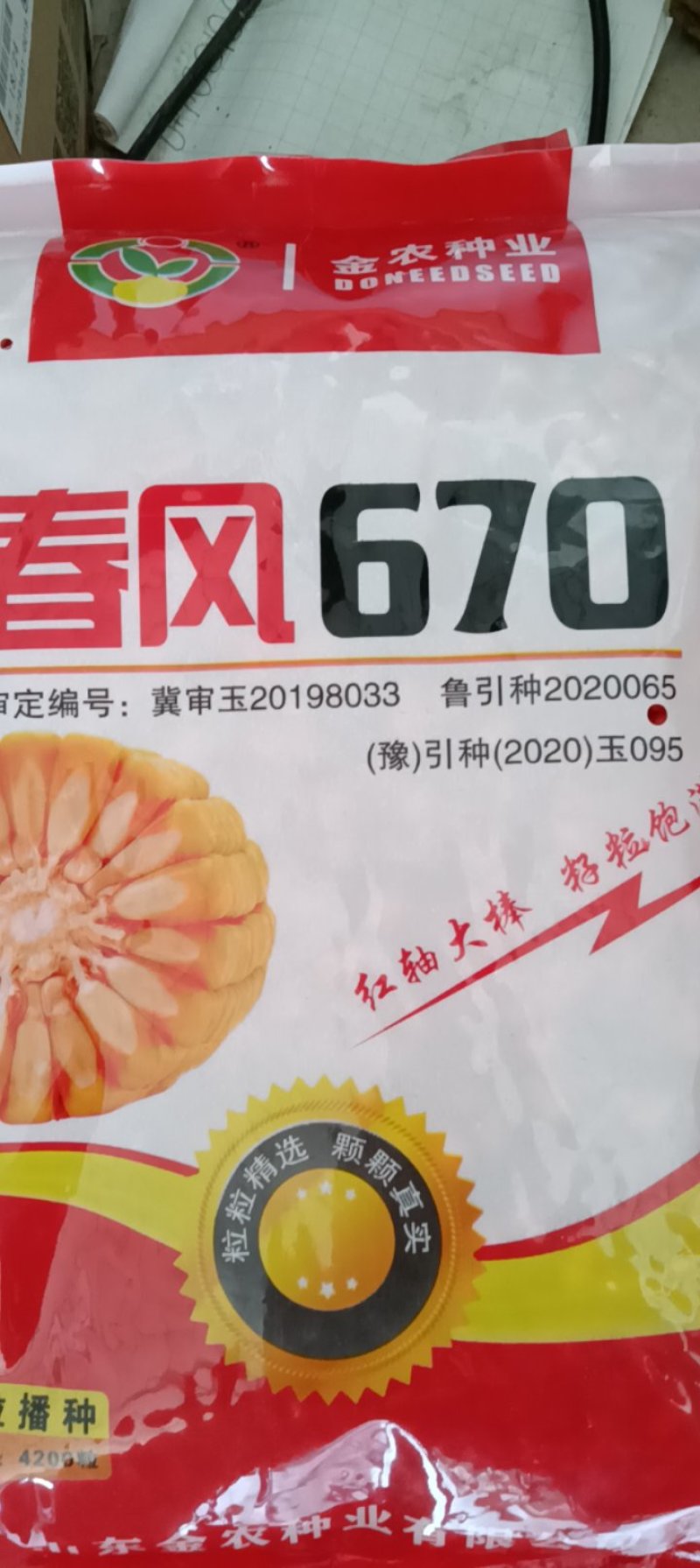 春风670活杆成熟，高抗病，产量高，亩产2000斤