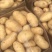 山东荷兰十五土豆大量上市。货源充足质量保证