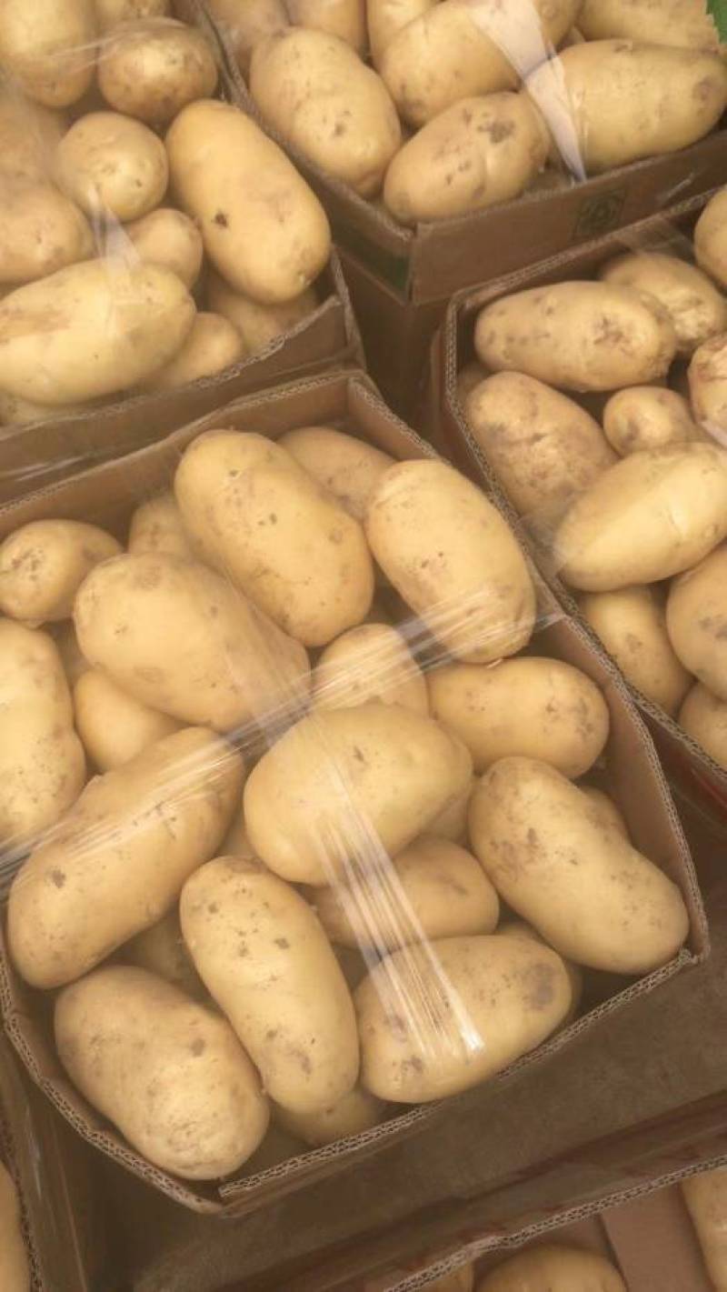 山东荷兰十五土豆大量上市。货源充足质量保证