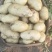 山东荷兰十五土豆大量上市。货源充足质量保证