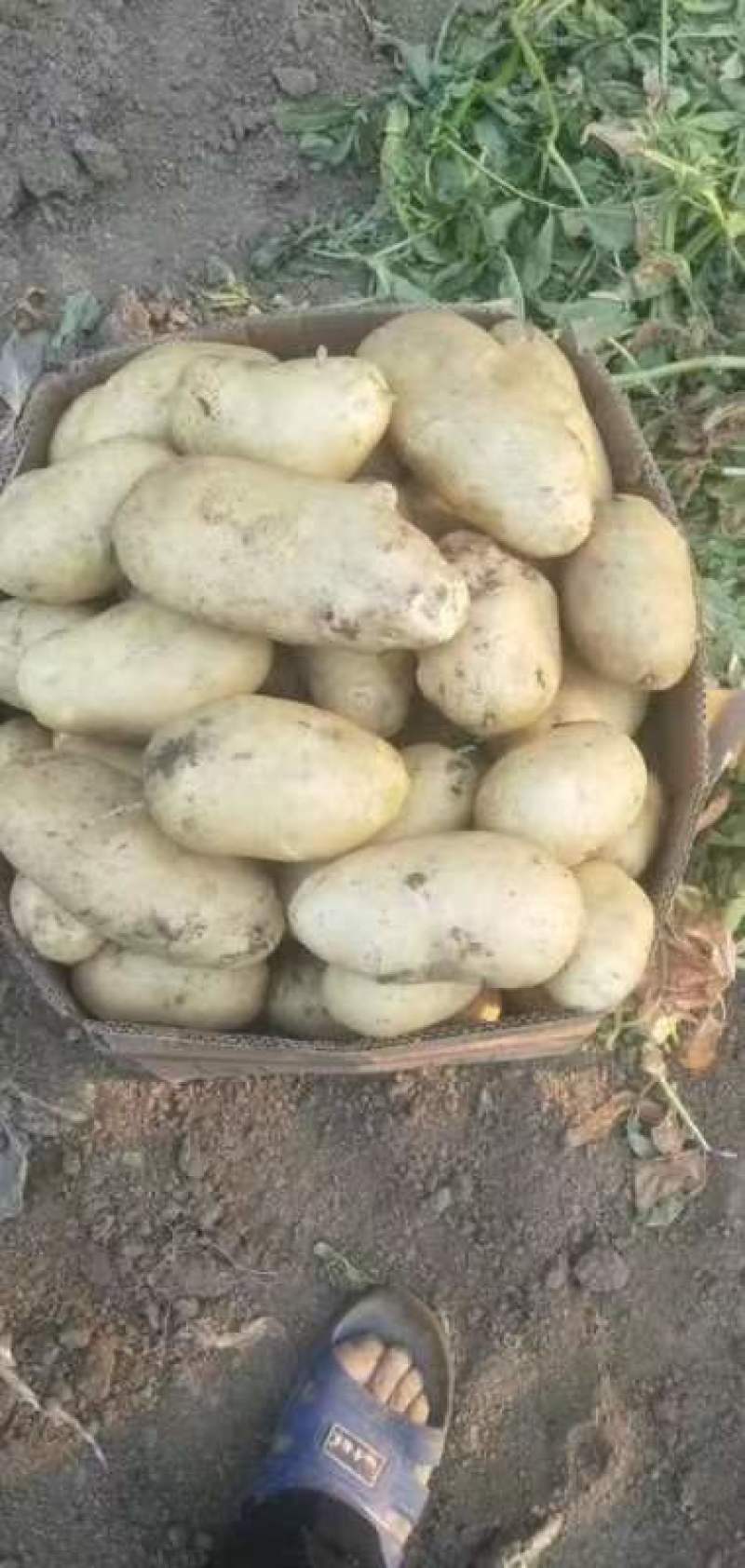 山东荷兰十五土豆大量上市。货源充足质量保证