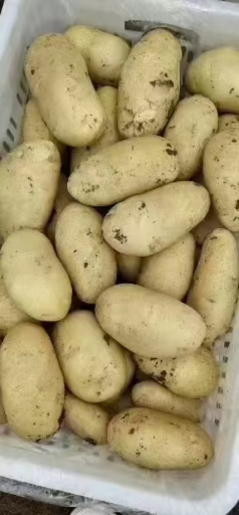 山东荷兰十五土豆大量上市。货源充足质量保证