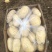 山东荷兰十五土豆大量上市。货源充足质量保证