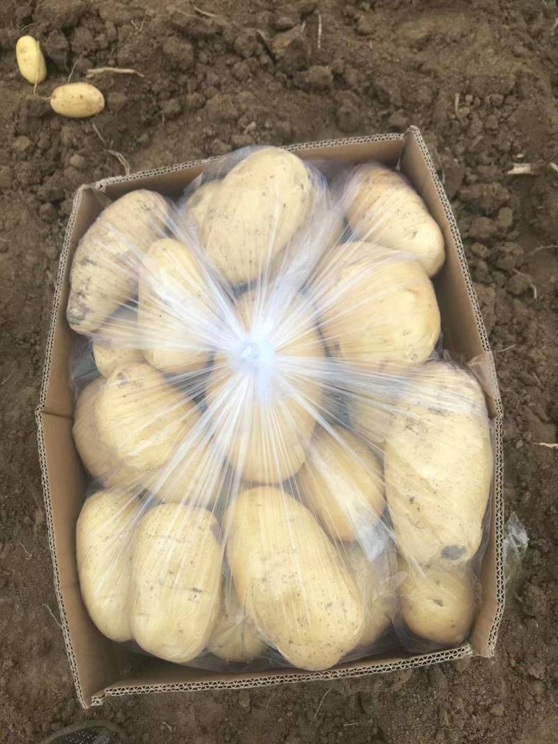 山东荷兰十五土豆大量上市。货源充足质量保证