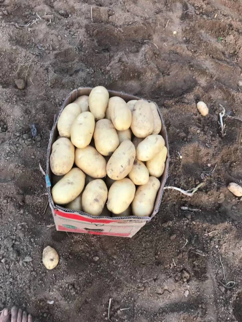 山东荷兰十五土豆大量上市。货源充足质量保证