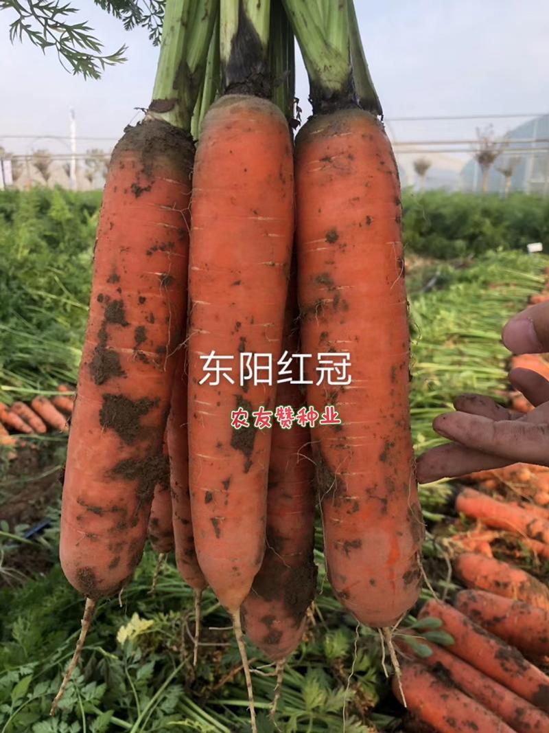 东阳红冠秋季专用胡萝卜种子皮肉心三红胡萝卜种子收尾好