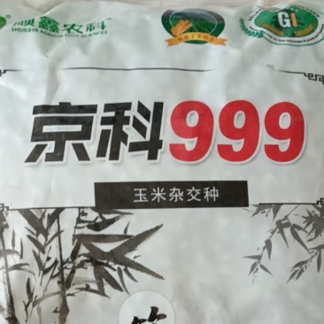 京科999高抗病，红轴大棒，活杆成熟产量高