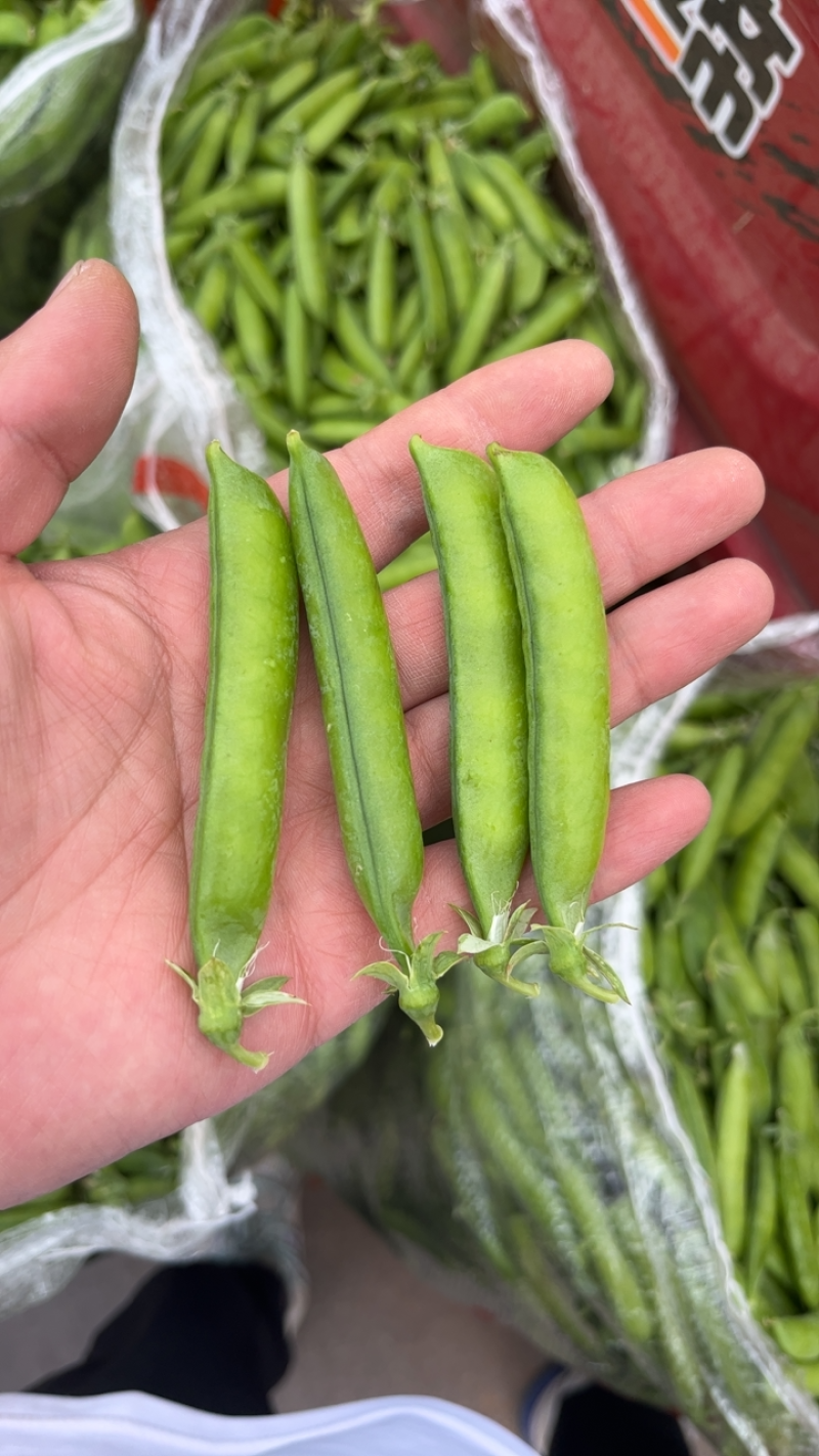 靖远产地豌豆角以上市欢迎大家订购有需要的来电