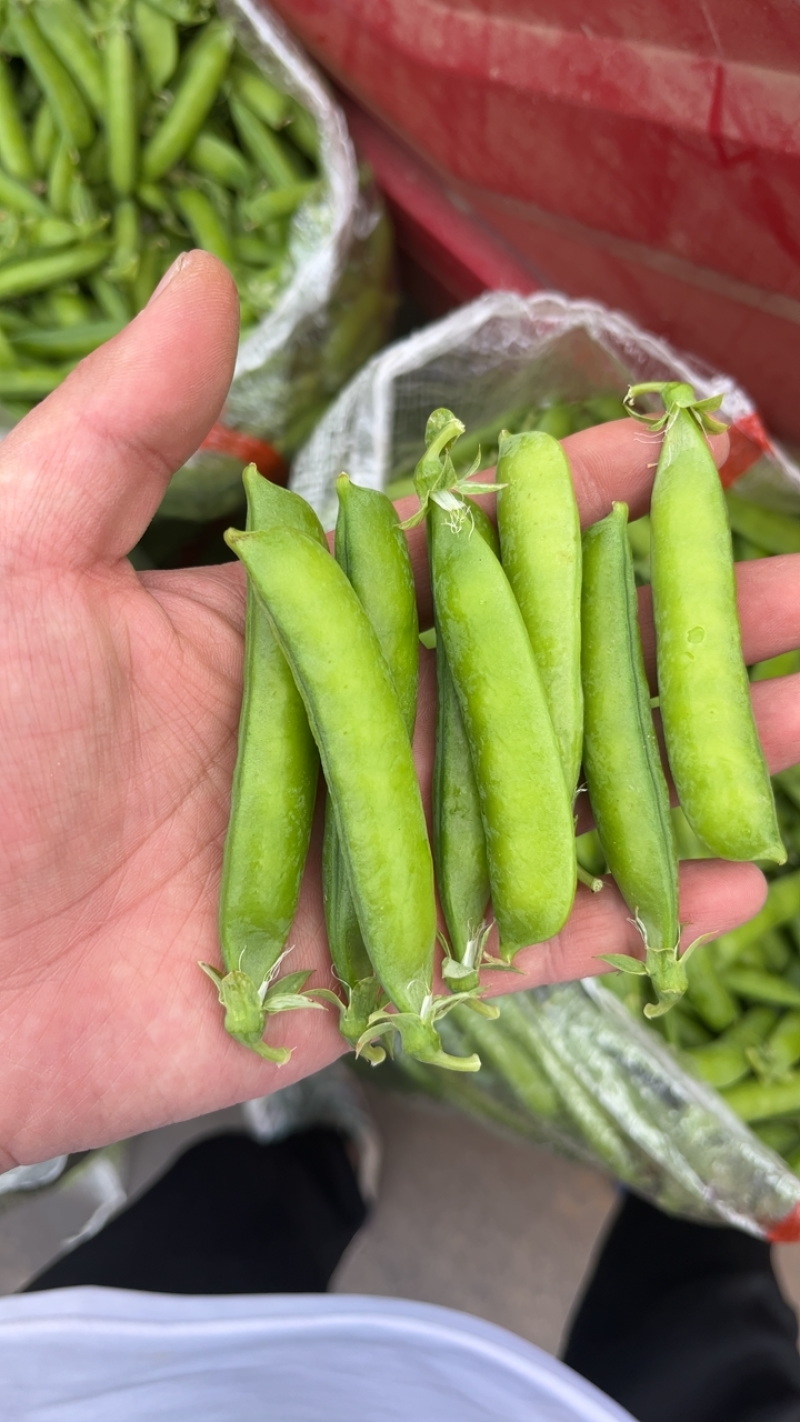 靖远产地豌豆角以上市欢迎大家订购有需要的来电