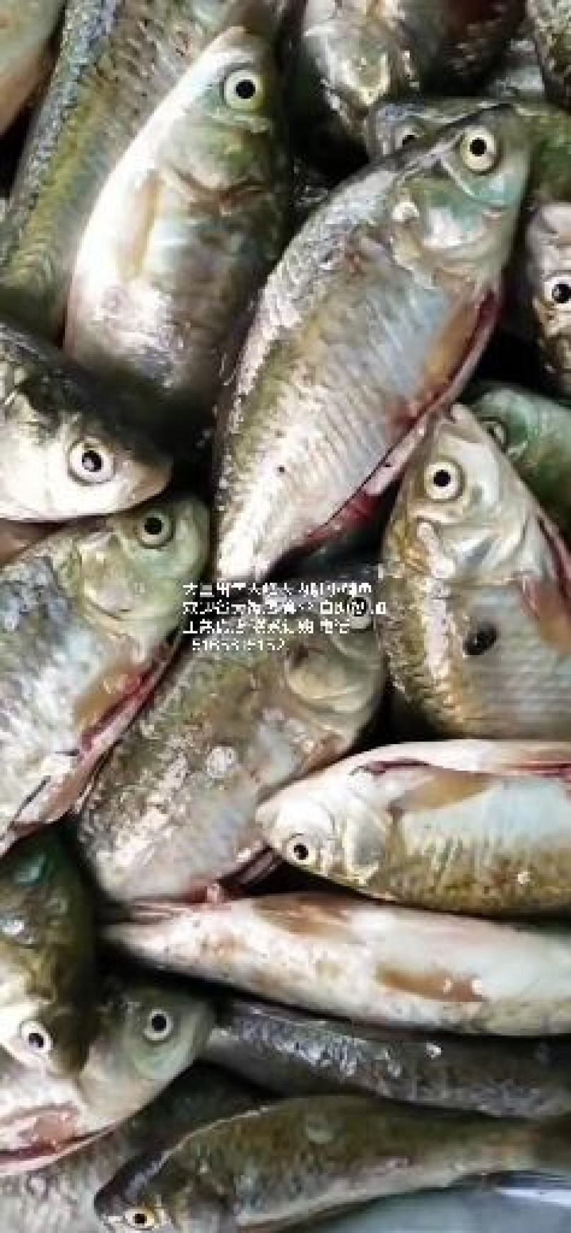 常年大量加工鲫鱼