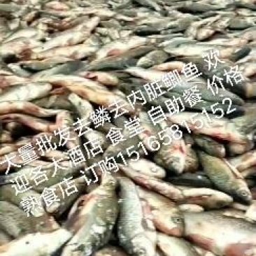 常年大量加工鲫鱼