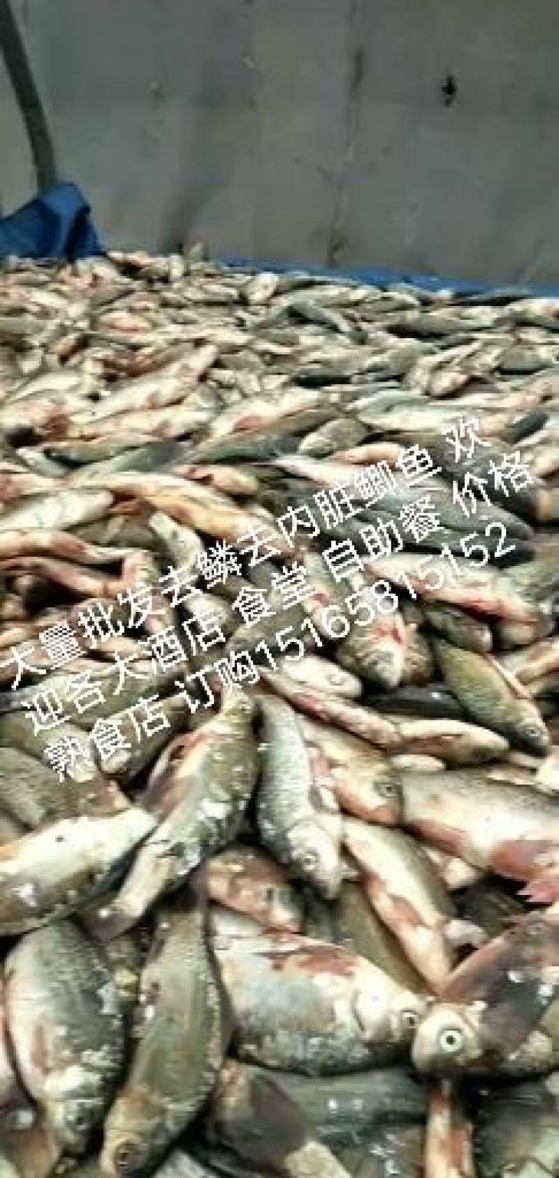 常年大量加工鲫鱼