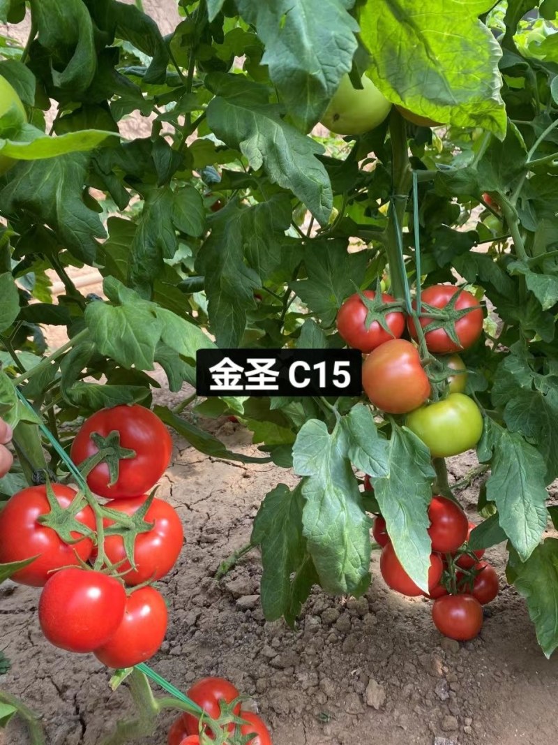 抗死棵大红番茄种子石头果种子金圣C1抗病毒精品大红果