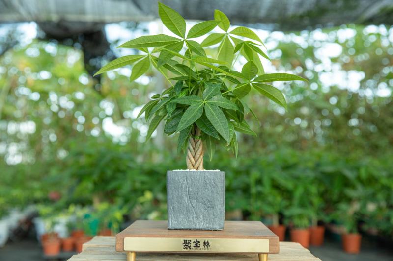 【千亩基地】精品五编发财树小盆栽产地批发五福/迷你编规格齐全